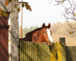 Pferd Falko (Deutsches Reitpferd, 1997, von Feuerdorn)