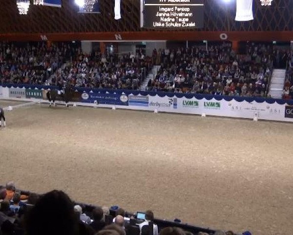 Springpferd Daipara (Rheinländer, 2002, von Dynast)