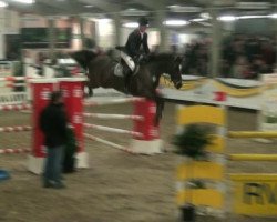 jumper Cyraneiky (Oldenburg show jumper, 2003, from Cheenook)