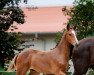 jumper Hengst von Cashmere / Balou du Rouet (Oldenburg show jumper, 2022, from Cashmere)