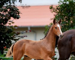 Springpferd Hengst von Cashmere / Balou du Rouet (Oldenburger Springpferd, 2022, von Cashmere)