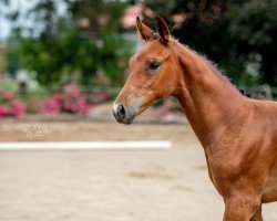 jumper Hengst von Cashmere / Quality (Oldenburg show jumper, 2022, from Cashmere)