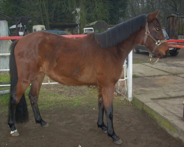 horse Darley de Luxe (German Sport Horse, 2006, from Hemmingway)