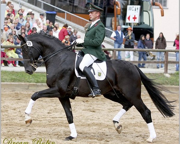 stallion Dream Rubin (Oldenburg, 2002, from De Luxe)