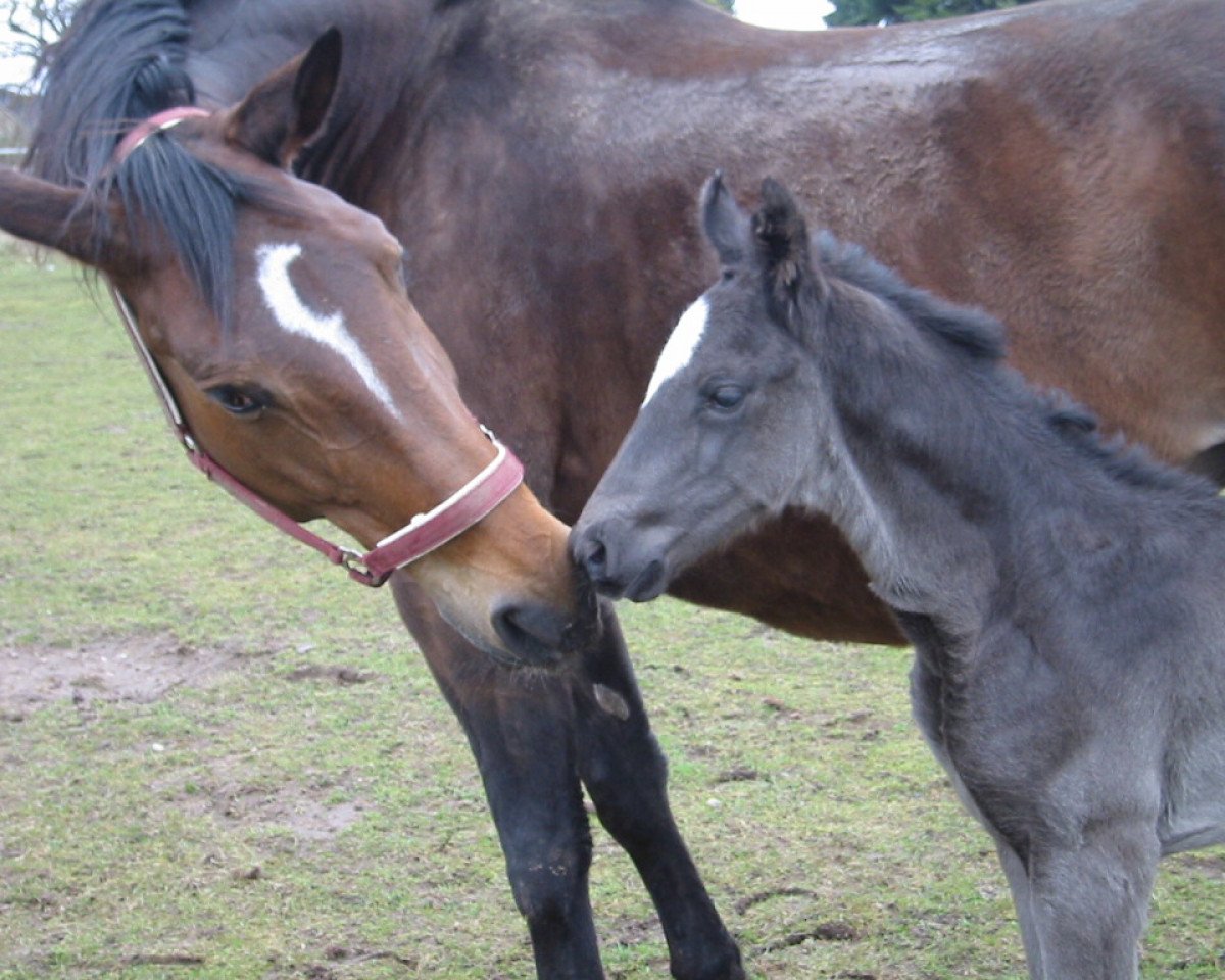 broodmare Wolke (Hanoverian, 1995, from Weltmeyer)