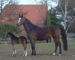 broodmare St.Pr.St. Maresa (Hanoverian, 2004, from Metternich)