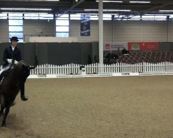 jumper Fürst K (Westphalian, 2003, from Fürst Heinrich)