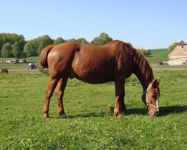 dressage horse Max (Heavy Warmblood, 1997)