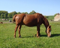 dressage horse Max (Schweres Warmblut, 1997)