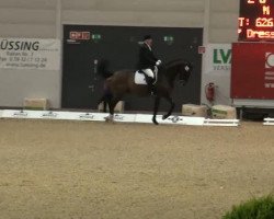 dressage horse Lazzaro 9 (Danish Warmblood, 1996, from Loran)