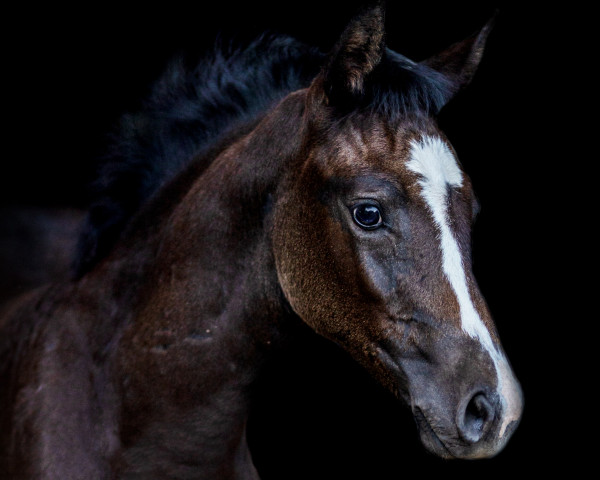 Springpferd Pretty Penny (Holsteiner, 2022, von Cicero Z van Paemel)