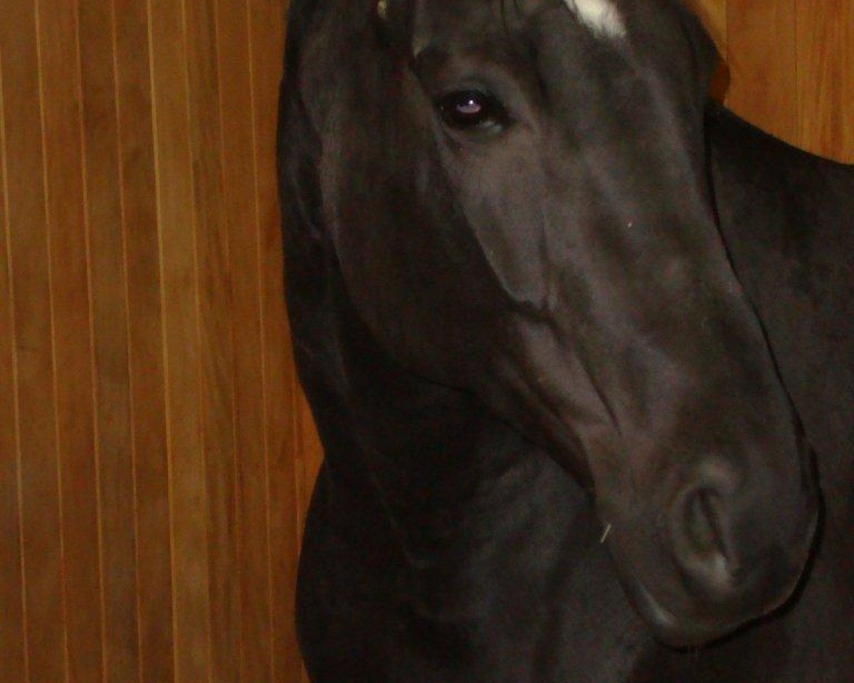 Zuchtstute Fashion Girl (Westfale, 2003, von Floresco NRW)