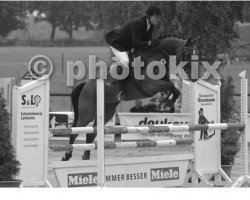 dressage horse Wolkenfee (Oldenburg, 2002, from Wolkentanz II)