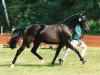 horse Scarlett (Oldenburg, 1997, from Sandro Hit)