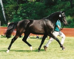 Zuchtstute Scarlett (Oldenburger, 1997, von Sandro Hit)