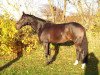 horse Fast Friend (Oldenburg, 2004, from Fürst Heinrich)