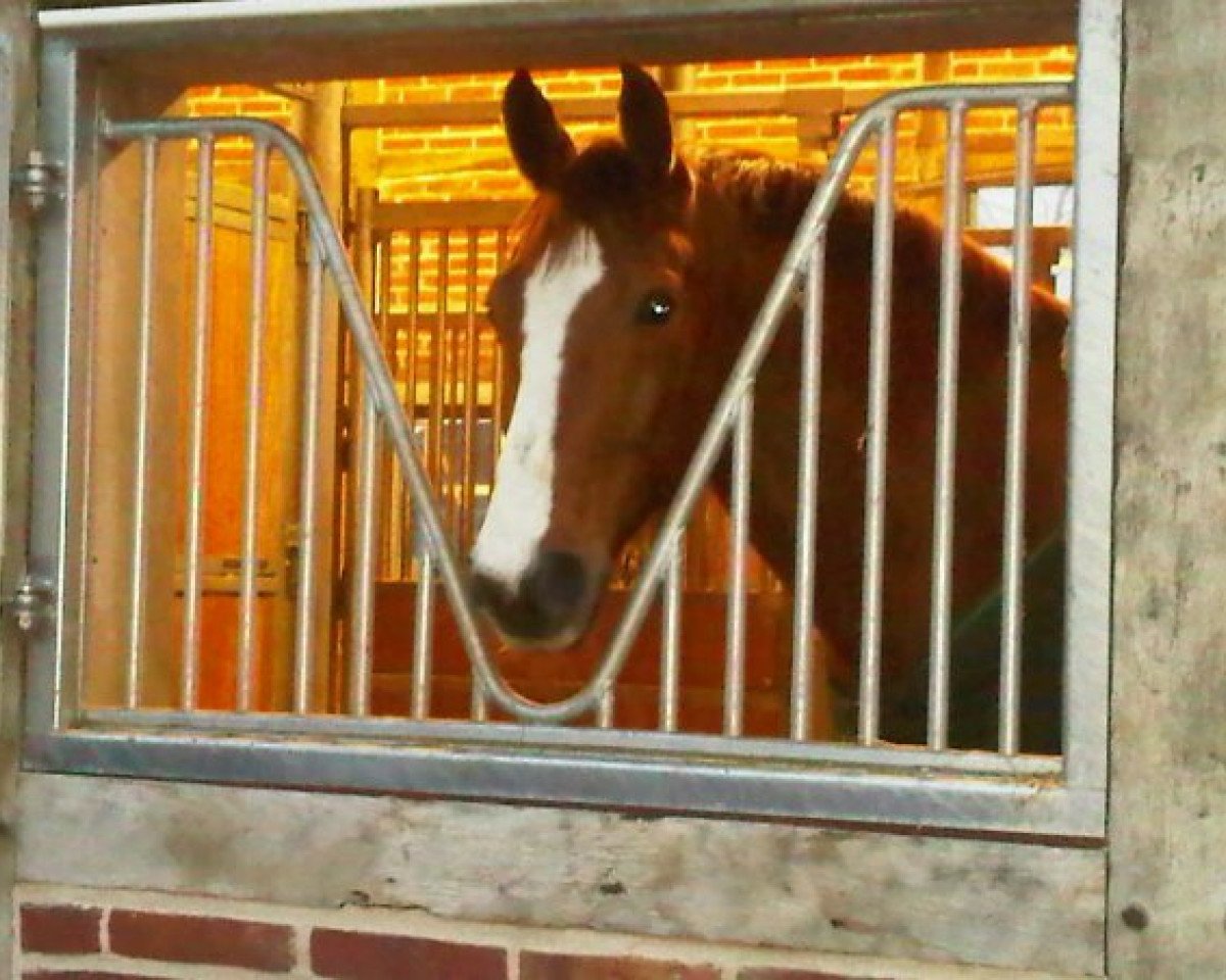 horse Ferris FD (Rhinelander, 1998, from Feiner Ludwig)