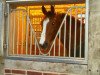 horse Ferris FD (Rhinelander, 1998, from Feiner Ludwig)