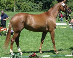 broodmare Summerlove (Westphalian, 2008, from San Remo)