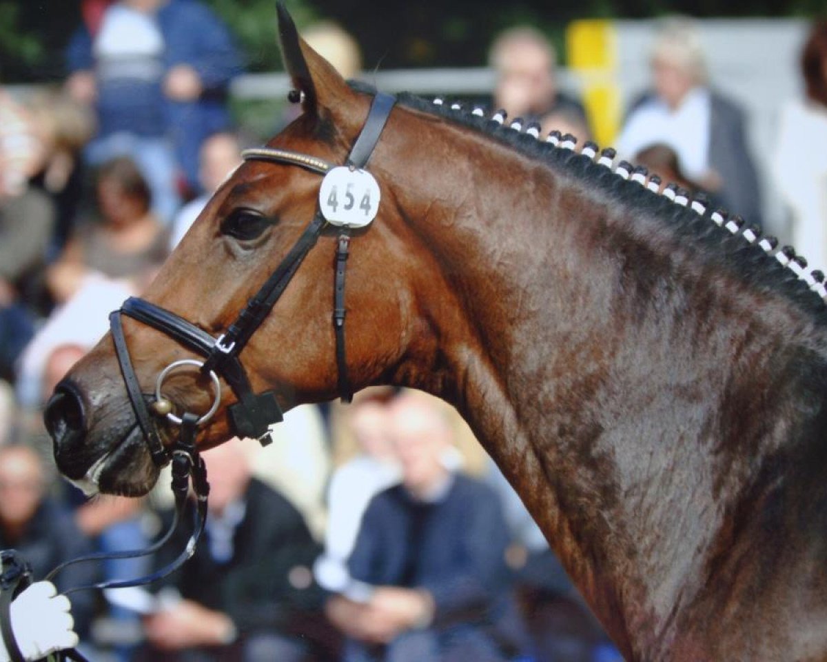 broodmare Fleet-Street (Rhinelander, 2003, from Fürst Piccolo)