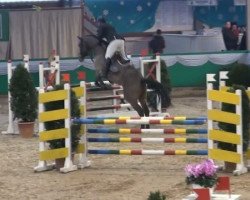 jumper Conlando (Oldenburg show jumper, 2006, from Conterno Grande)