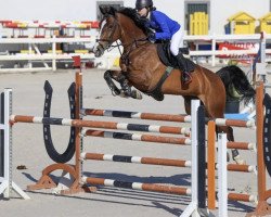 Springpferd Hina B (KWPN (Niederländisches Warmblut), 2012, von Zambesi TN)