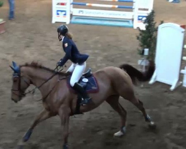 broodmare Quimbaya (Oldenburg, 1998, from Quattro B)