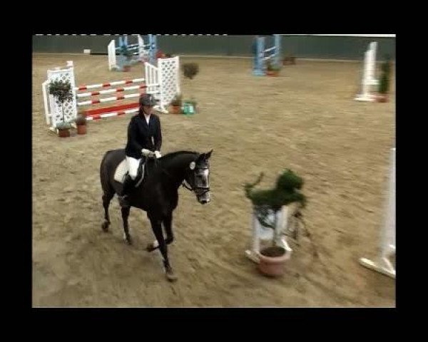 Pferd Kalle 69 (Westfale, 2002, von Cordobes I)