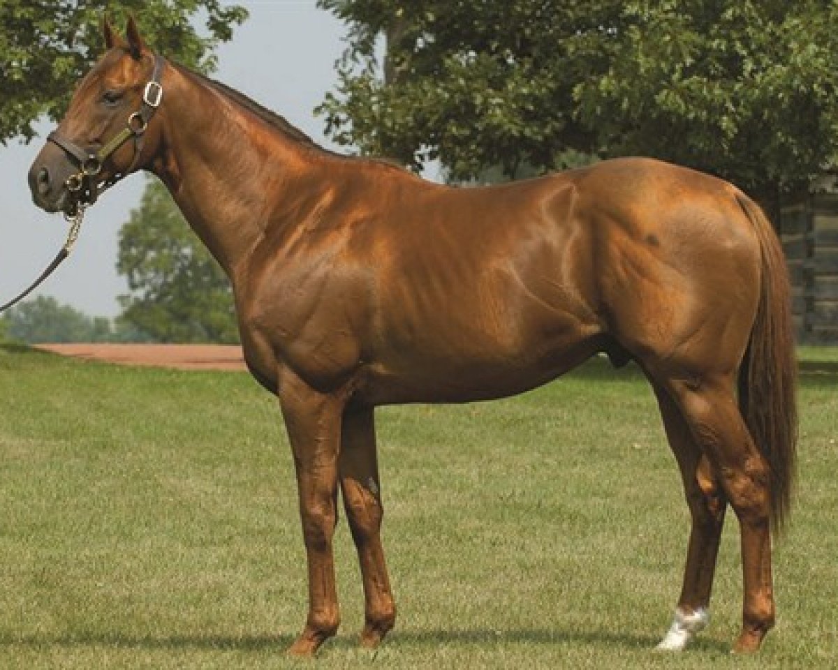 stallion Flower Alley xx (Thoroughbred, 2002, from Distorted Humor xx)