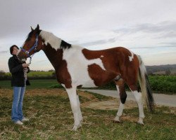 Dressurpferd Parys (Polnisches Warmblut, 2002, von Grawer)