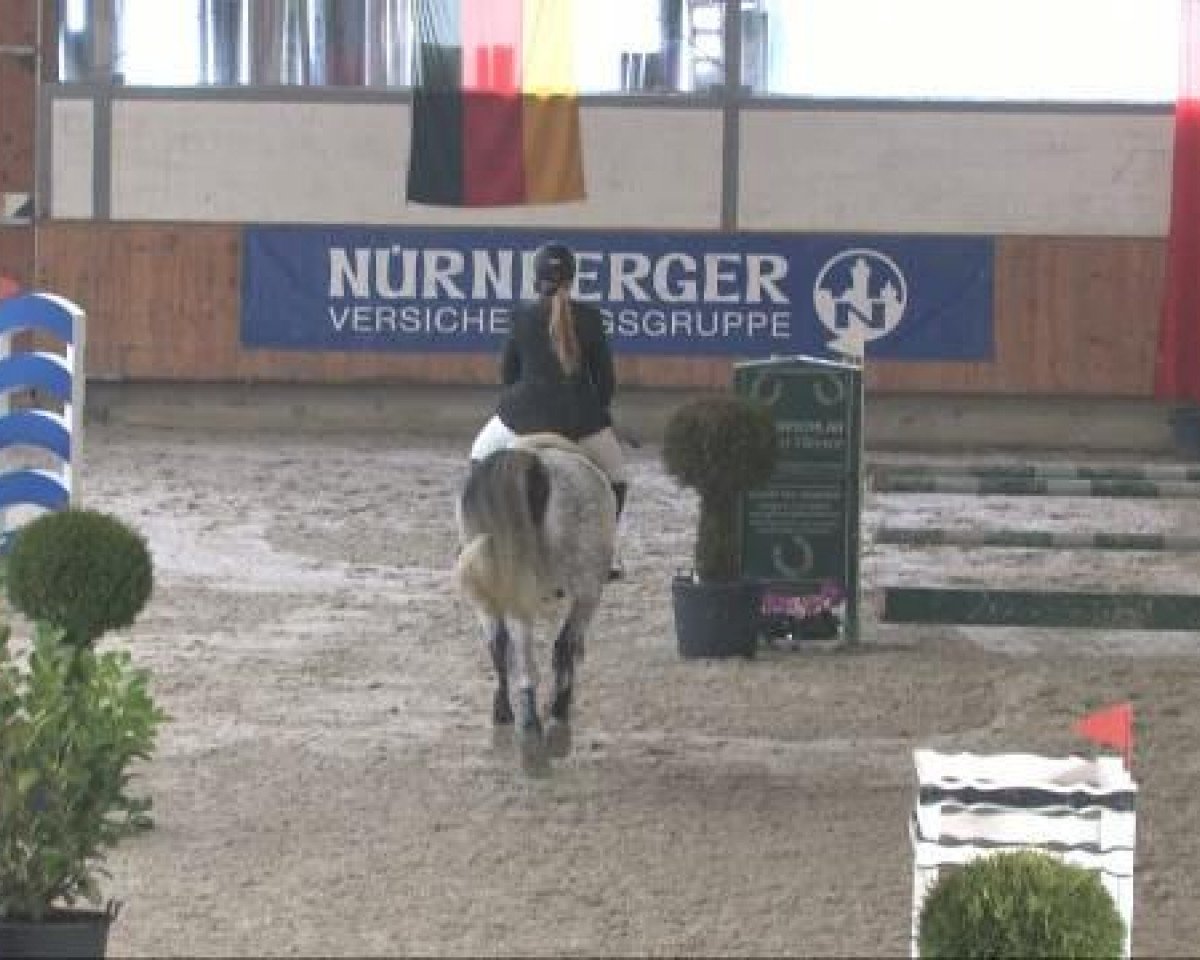 Springpferd Peppermint 79 (KWPN (Niederländisches Warmblut), 2003, von Parco)