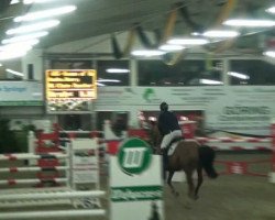 jumper Queen of Quattro (Oldenburg show jumper, 2002, from Quattro B)