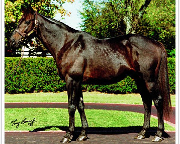 stallion Dynaformer xx (Thoroughbred, 1985, from Roberto xx)