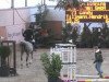 horse Candy 703 (German Riding Pony, 2000, from Calypso O)