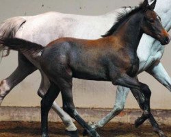 Springpferd CBI River (Irish Sport Horse, 2016, von Zirocco Blue)