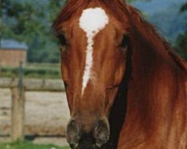 Pferd Grafiak (Anglo-Karatschaever / Anglo-Kabardiner, 1991)