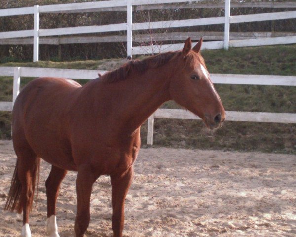 broodmare Adele76 (Sachse,  , from Scampolo)