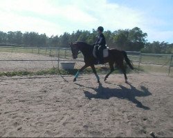 broodmare Walking for Fun (Hanoverian, 2005, from Westernhagen)