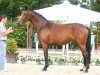 broodmare Prinzessin von Hollen (Hanoverian,  , from Prince Thatch xx)