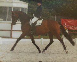 dressage horse Rob Roy 45 (Westphalian, 2005, from Rosenkoenig)