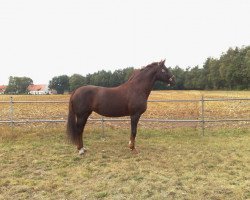 broodmare Fille du Nord (Oldenburg, 1996, from Donnerhall)