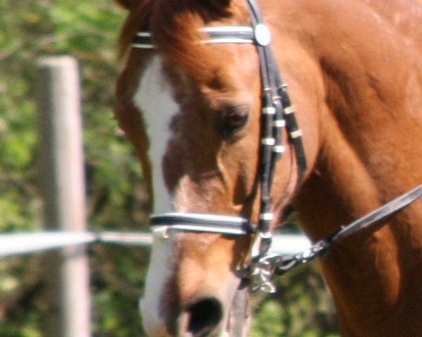 Pferd Fortino Son (Bayer, 2001, von Fortino)