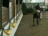 jumper Landeur 3 (Oldenburg show jumper, 2006, from Lauterbach)