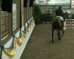 jumper Landeur 3 (Oldenburg show jumper, 2006, from Lauterbach)