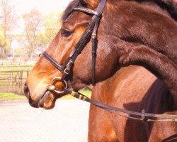 broodmare Lilou (Oldenburg, 2006, from Laurentio)