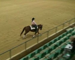 dressage horse Sir Christian (Westphalian, 2012, from Sir Heinrich OLD)