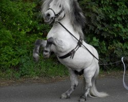 dressage horse Valentino (Shetland pony (under 87 cm), 2003, from Viking of Brindister)