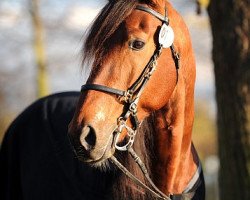 stallion Cinas Titan (DE) (German trotters, 2003, from Diamond Way (DE))