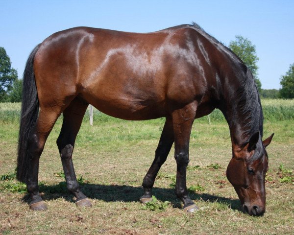 Pferd Bon Jovi (Westfale, 1997, von Bormio xx)