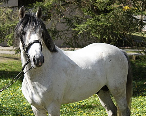 stallion MP Nina's Boy (German Riding Pony, 2003, from Night-Cup)